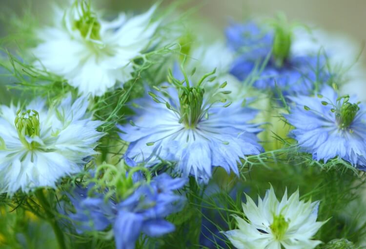 fleurs bleues vivaces nigelle pousser rapidement graines