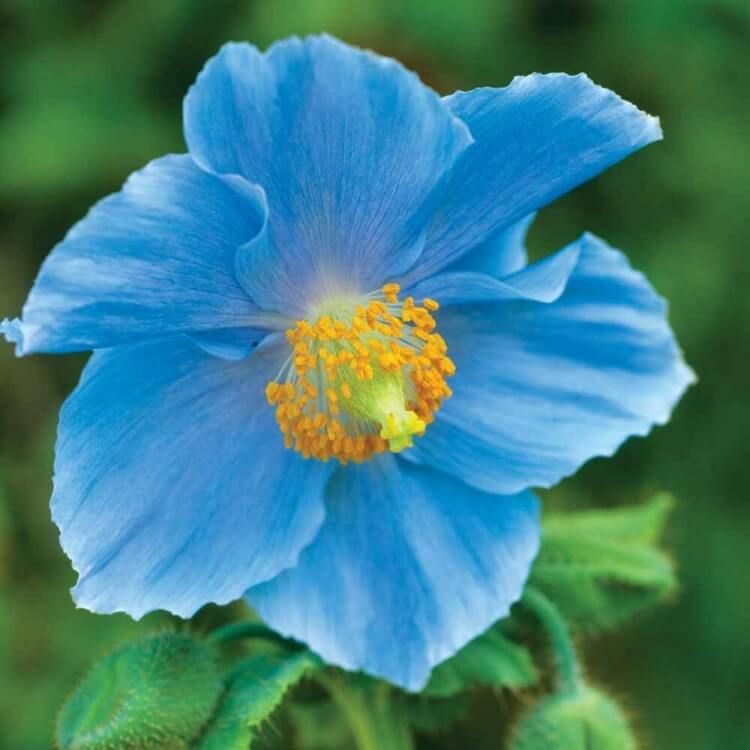 fleurs bleues vivaces pavot bleu himalaya plante rocaille