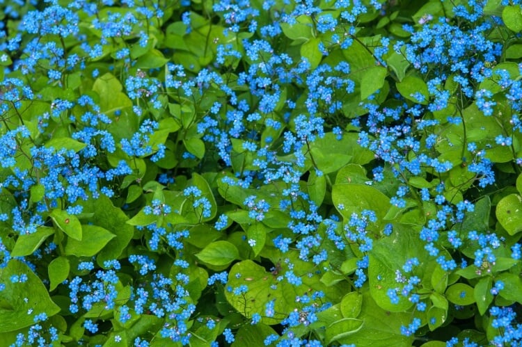 fleurs bleues vivaces plein soleil brunnera semblable myosotis