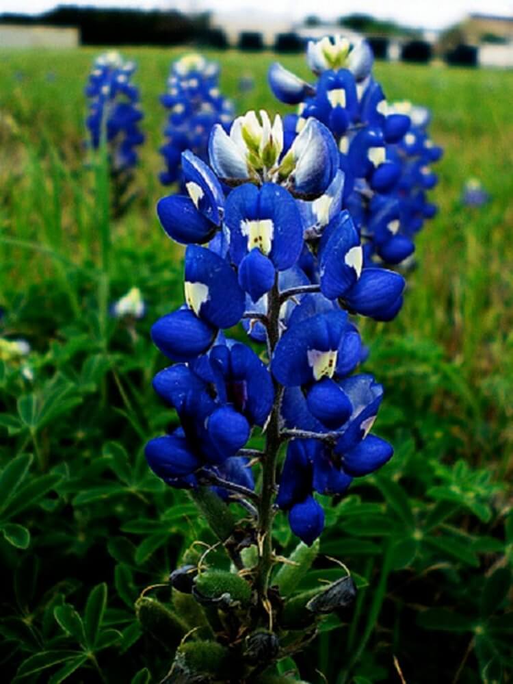 fleurs bleues vivaces plein soleil lupin fleur sauvage flèches bleues