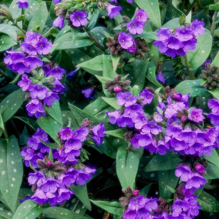 fleurs bleues vivaces plein soleil pulmonaria similaire hosta