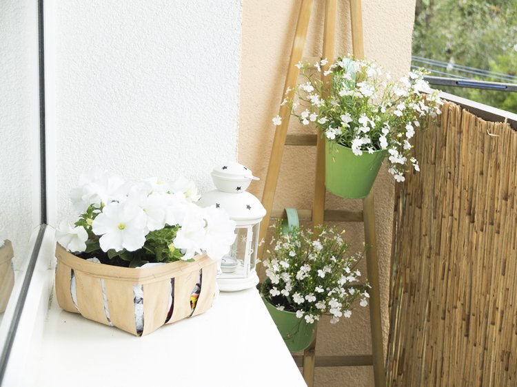 fleurs de balcon blanches canisse bambou brise vue