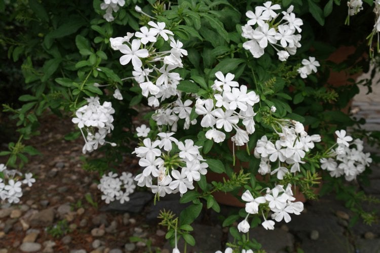 fleurs de balcon blanches plumbago auriculata Alba