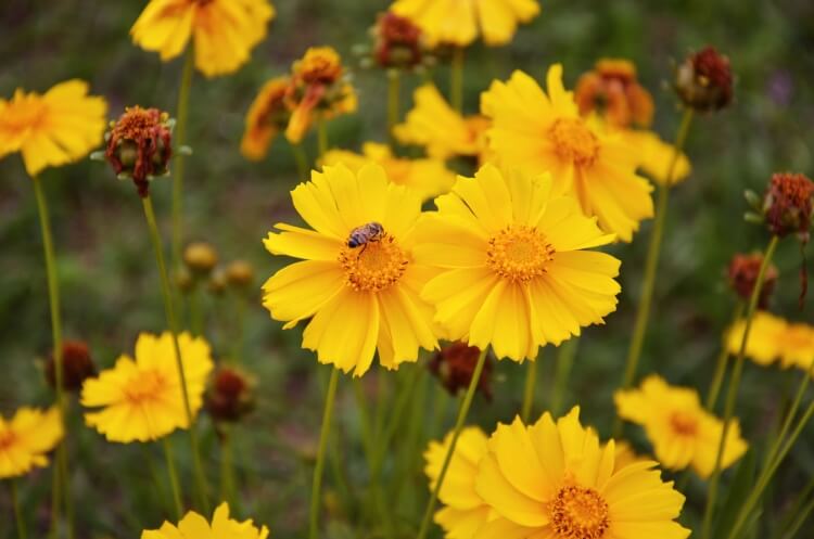 Fleurs jaunes vivaces : les plus belles espèces pour décorer le jardin