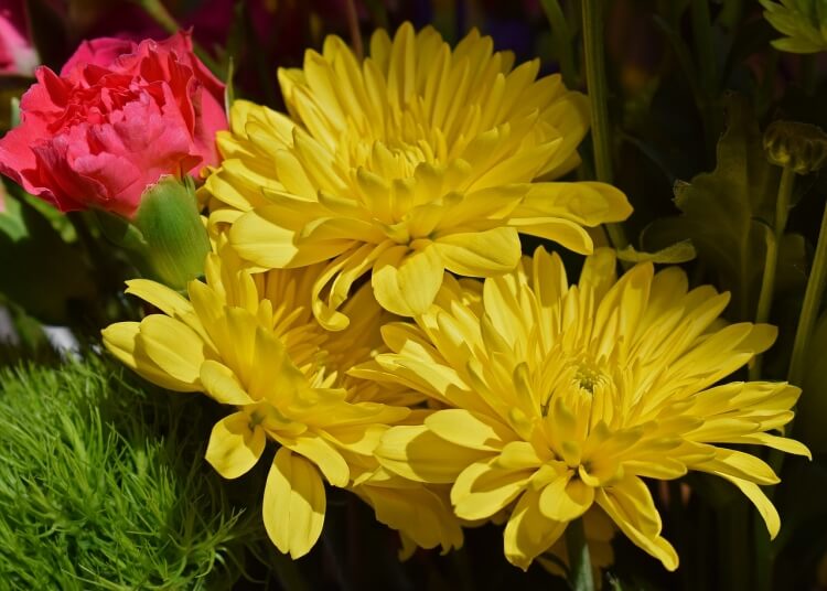 fleurs jaunes jardin vivace chrysanthème jaune