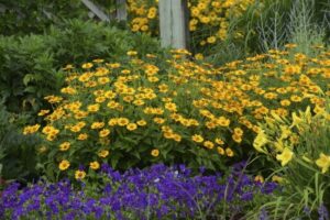 fleurs jaunes vivaces Heliopsis massif