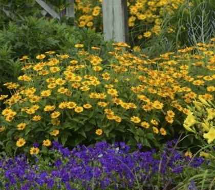 fleurs jaunes vivaces Heliopsis massif