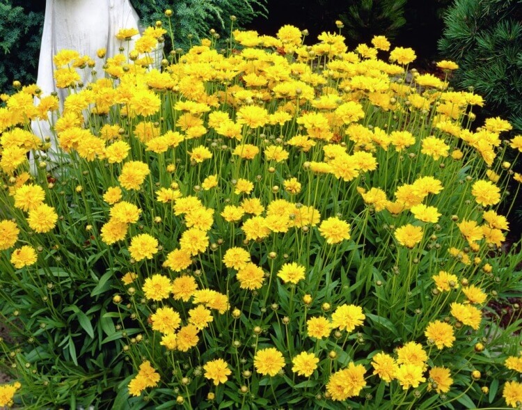 fleurs jaunes vivaces hautes coreopsis