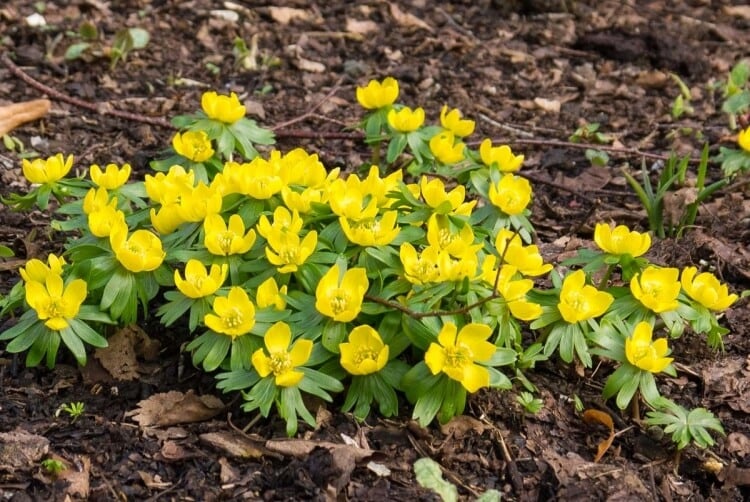 fleurs jaunes vivaces printemps aconit