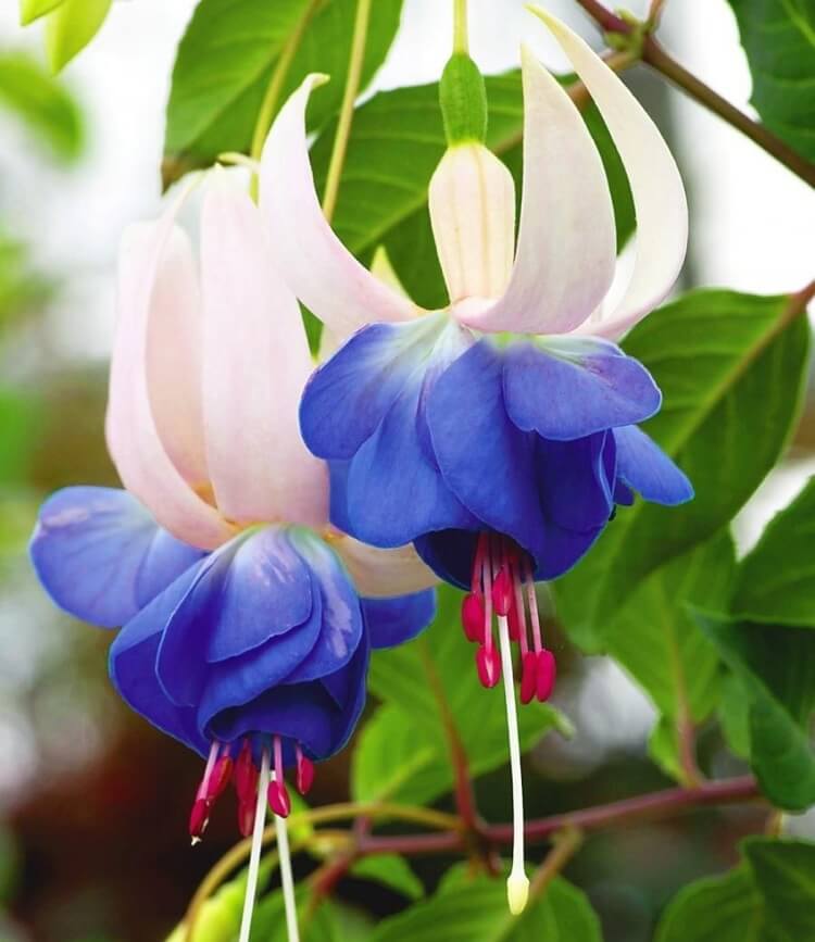 fuchsia Delta Sara vivace jolie floraison prolongée fleurs bicolores blanc bleu