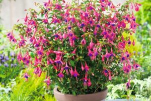 fuchsia en pot plante fleurie ornementale variétés vivaces