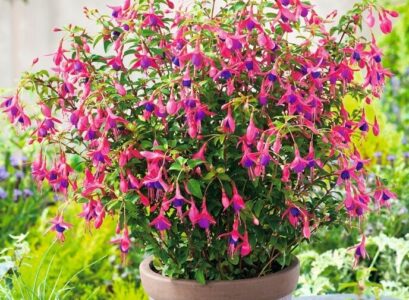 fuchsia en pot plante fleurie ornementale variétés vivaces