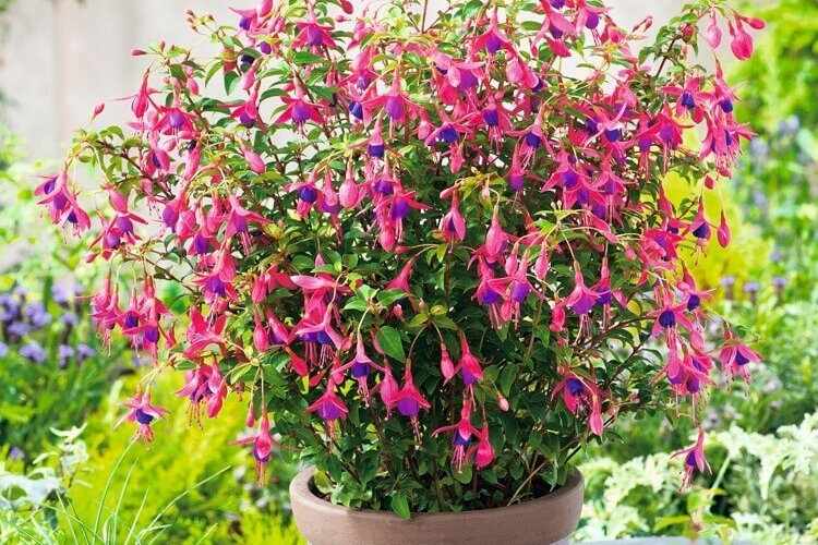 fuchsia en pot plante fleurie ornementale variétés vivaces