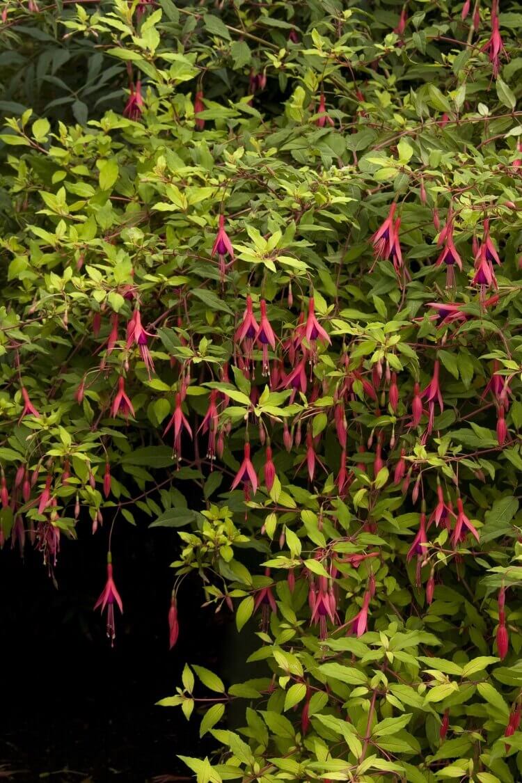 fuchsia magellanica Riccartonii rustique variété arbustive