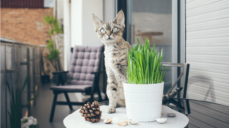 gazon pour chat en pot de fleurs balcon