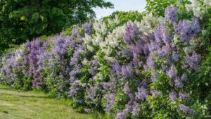 haie de lilas commun fleurs blanches et violettes arbuste ornemental fleuri
