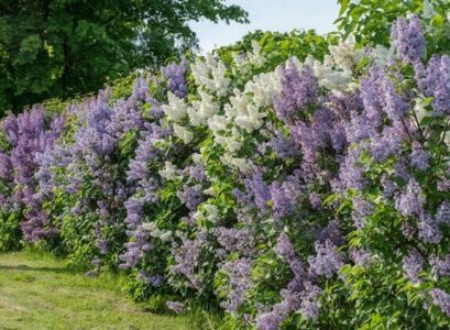 haie de lilas commun fleurs blanches et violettes arbuste ornemental fleuri