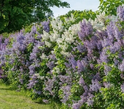 haie de lilas commun fleurs blanches et violettes arbuste ornemental fleuri