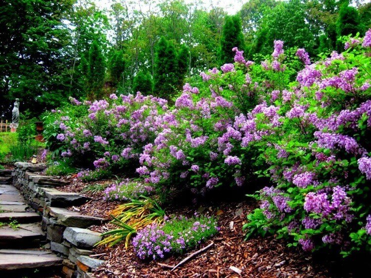haie de lilas commun massif arbuste ornemental fleurs parfumées conseils entretien