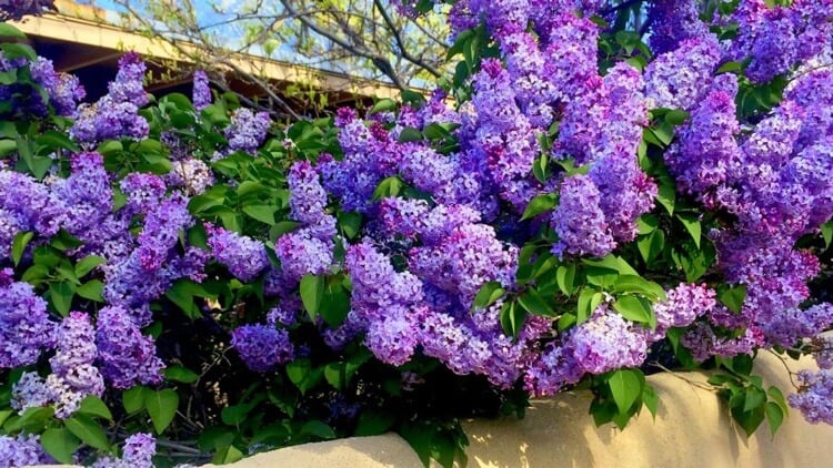 haie de lilas commun syringa vulgaris arbsute ornemental fleurs violettes