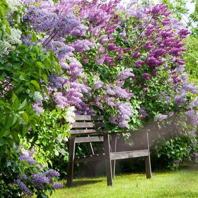 haie fleurie lilas commun fleurs blanches violettes pourpres solution brise vue jardin