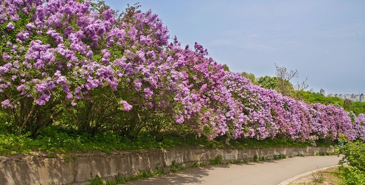 haie naturelle jardin lilas commun fleurs violettes parfumées