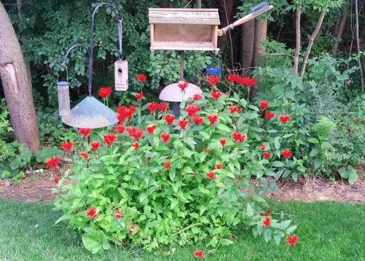 jardin à l’anglaise mélisse baume abeilles emplacement ensoleillé
