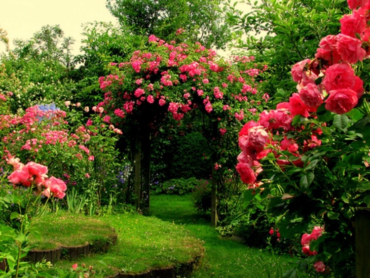 jardin à l’anglaise rosier paysager ajouter profondeur infinie