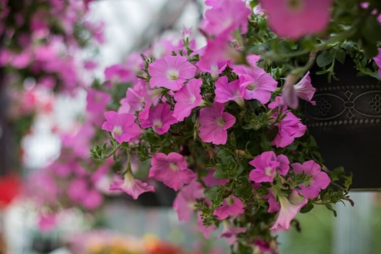 jardinière suspendue balcon plante ipomée