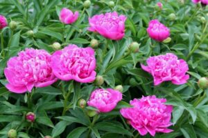 ma pivoine ne fleurit pas reconstituer apport énérgétique après floraison