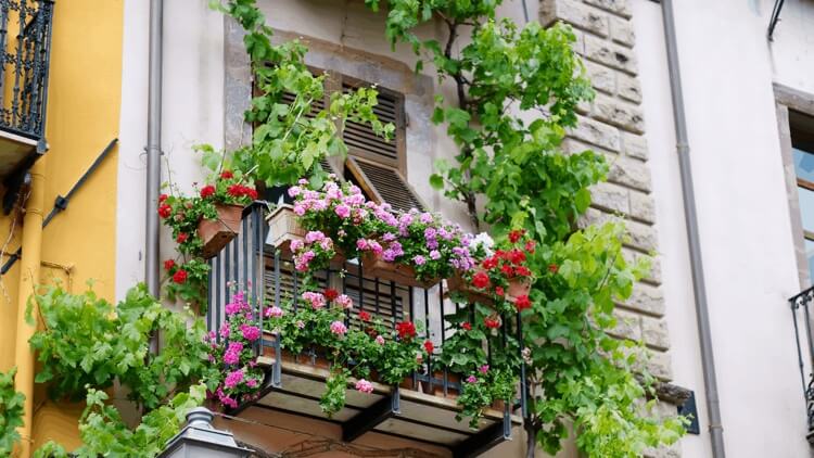 petit balcon fleuri exposition ombre jardinières géraniums vigne grimpante