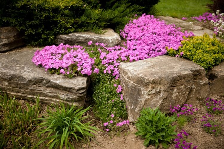 phlox rose rampant jardin de rocaille