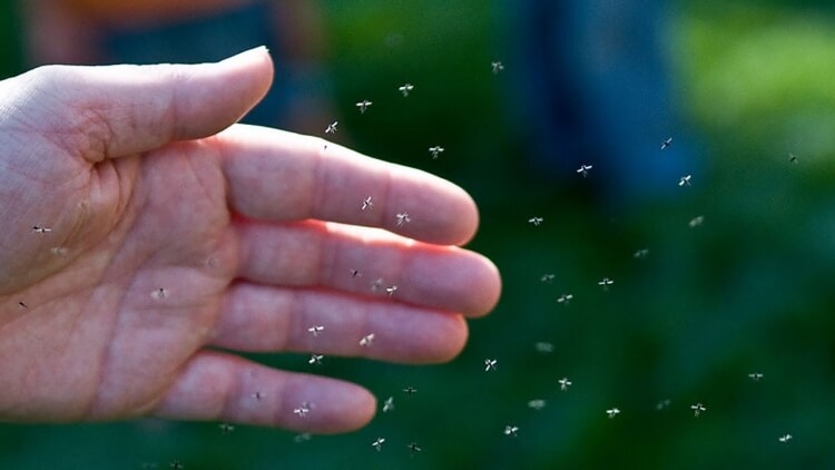 piège à moucherons réduire nuisance globale