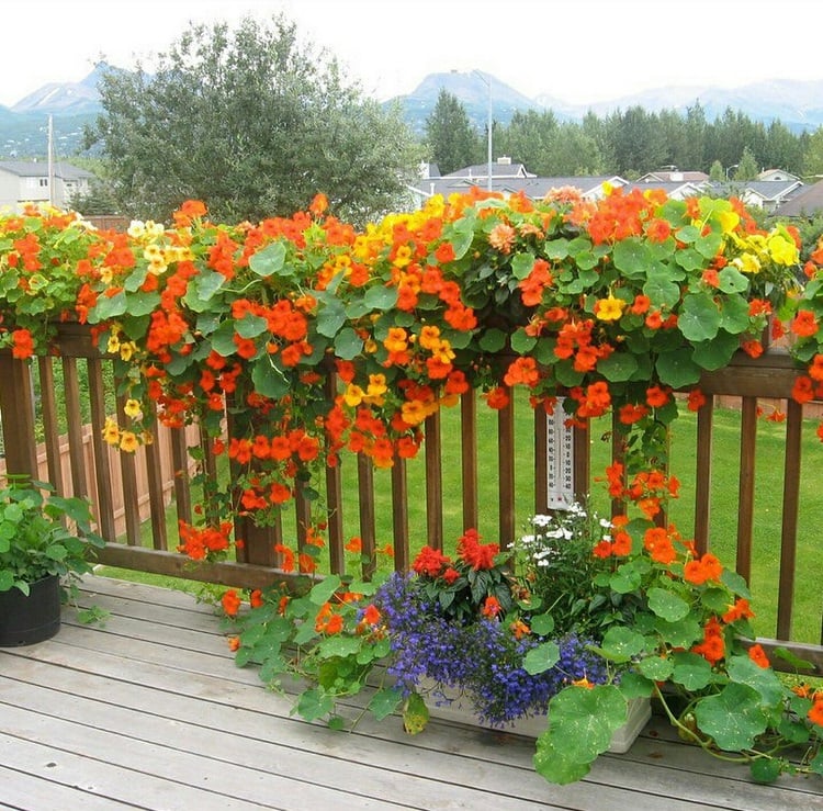 plante balcon brise vue brise vue vegetal en jardiniere