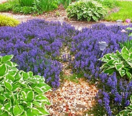 plante couvre sol soleil fleurs violettes Bugle rampante Ajuga reptans