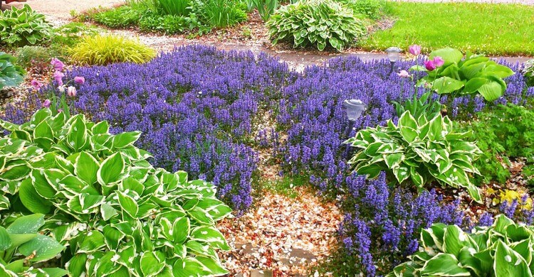 plante couvre sol soleil fleurs violettes Bugle rampante Ajuga reptans