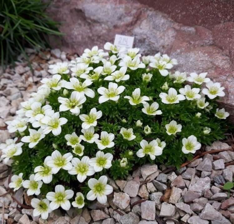 plante de rocaille blanche saxifrage