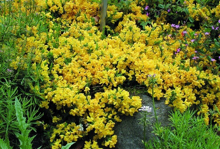 plante de rocaille rampante fleurs jaunes genêt rampant