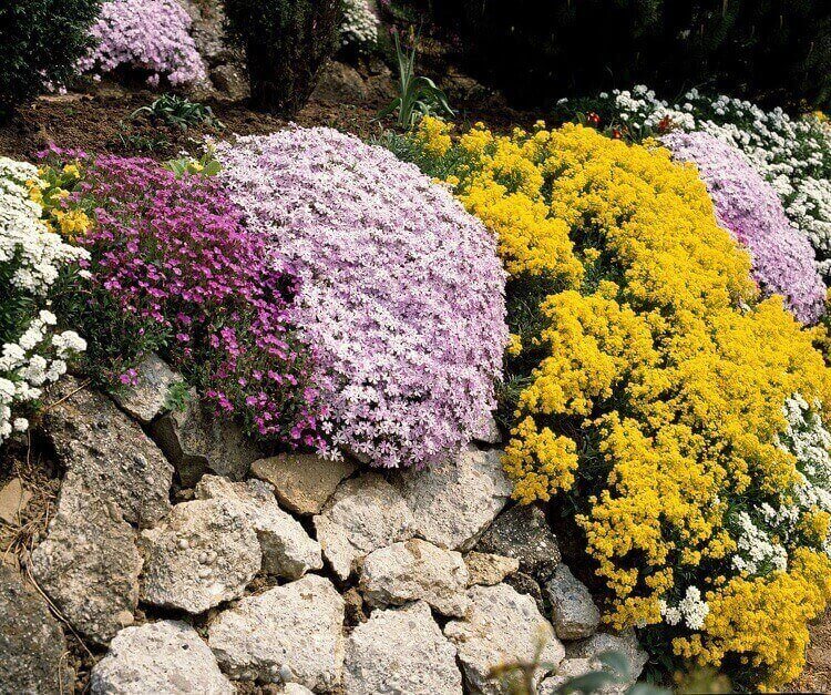plante de rocaille rampante floraison décorative Aubrieta Phlox Alyssum