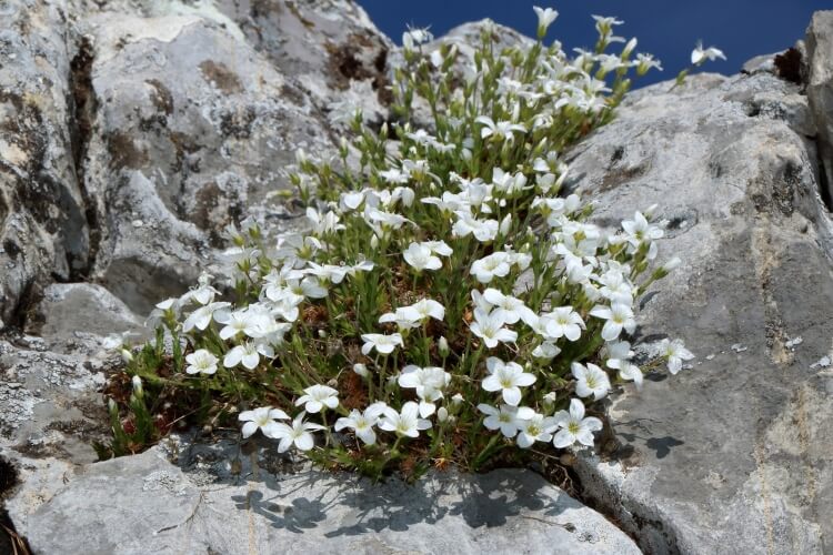plante de rocaille sabline des montagnes arenaria grandiflora