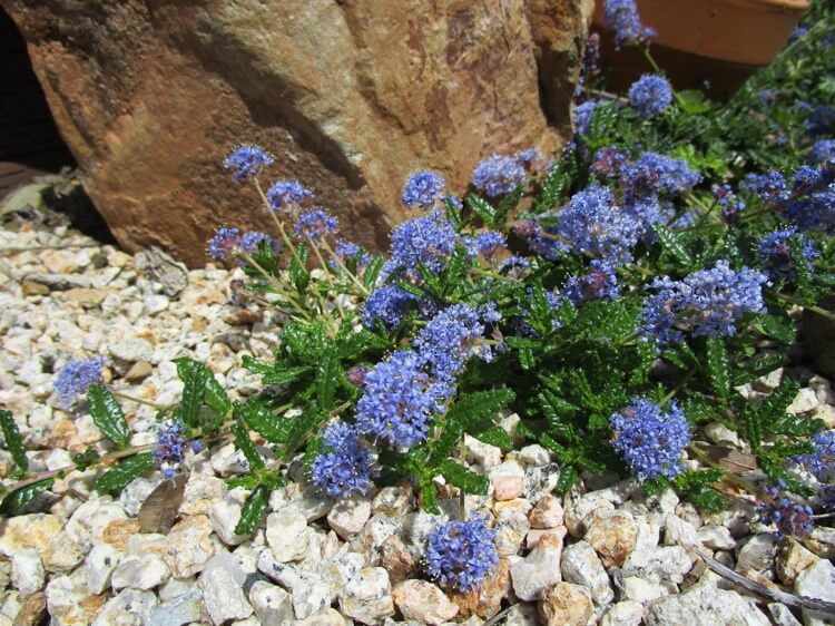 plante de rocaille tapissante rampante céanothe rampant fleurs bleu ciel