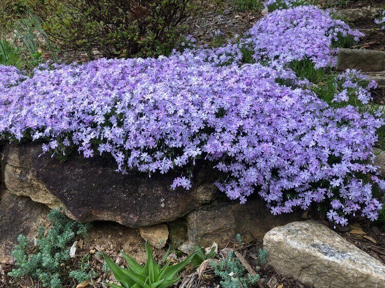 plante de rocaille tapissante rampante fleurs violettes Phlox subulata