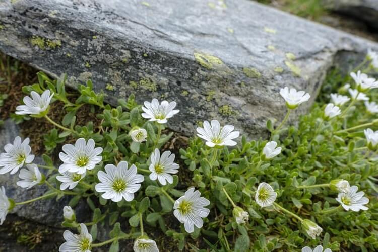 plante de rocaille à fleurs blanches oreille de souris Cerastium tomentosum