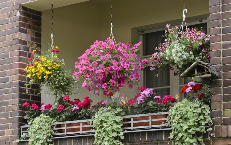 plante en pot pour brise vue brise vue balcon pot de fleur