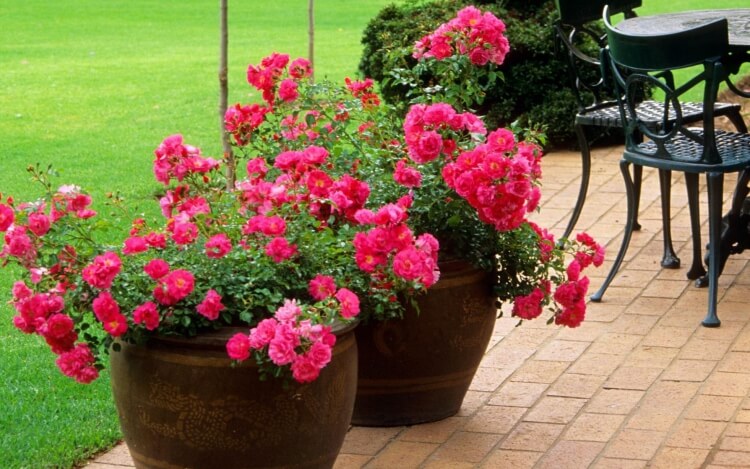 plante extérieur en pot sans entretien nombreuses variétés roses