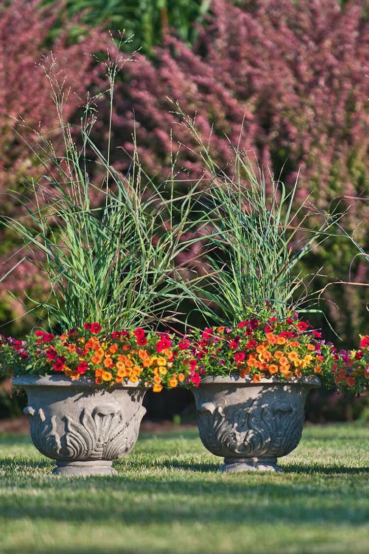 plante extérieur en pot sans entretien planter vivaces pots fleurs