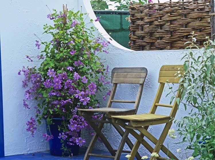 plante grimpante balcon clématite fleurs violettes