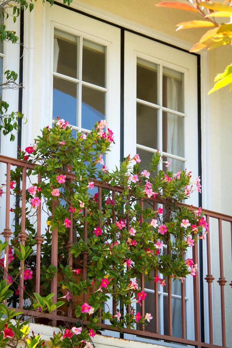 plante grimpante balcon dipladenia mandevilla fleurs bicolores