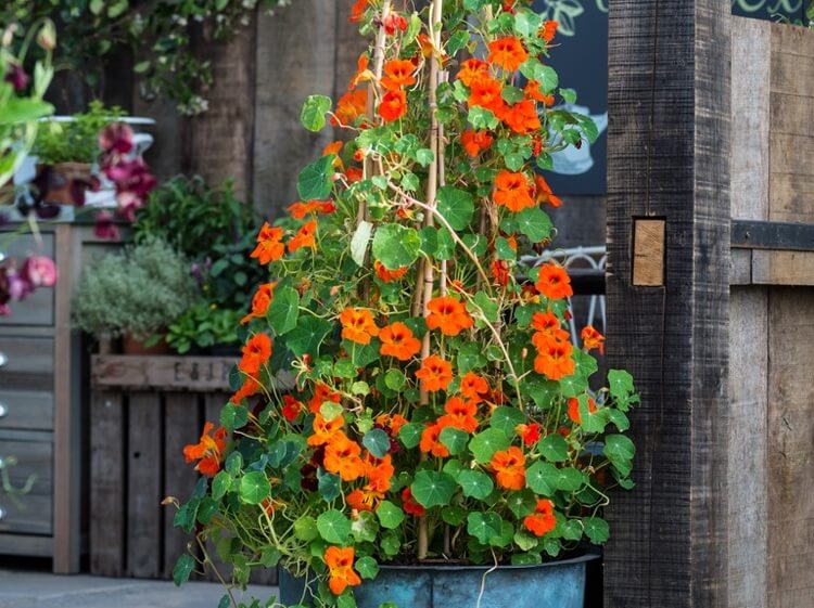 plante grimpante fleurs orange pour balcon ombre capucine grimpante