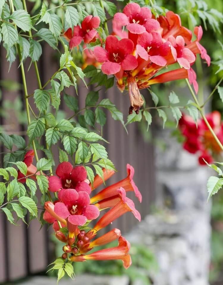 plante grimpante floraison exotique bignone jasmin de virginie